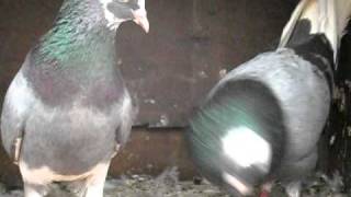 roller pigeon for sale in chennai [upl. by Terence725]