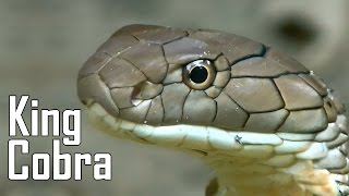 King Cobra  Ophiophagus hannah  Close Up [upl. by Mose]