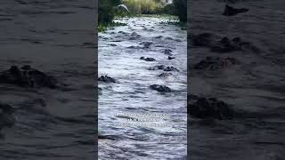 Alligators Swarm Swamp in Georgia State Park [upl. by Yonatan]