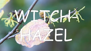 How to identify witchhazel Hamamelis virginiana  TREE ID 12 [upl. by Ahsikcin]