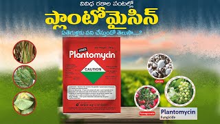 Plantomycin uses in telugu  plantomycin fungicide dose  plantomycin price [upl. by Adil379]