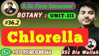 Chlorella  Chlorella Algae  bscbotany mscbotany chlorella 1stsemester algae phycology [upl. by Atniuqal]