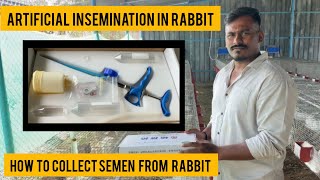 ARTIFICIAL INSEMINATION IN RABBIT  UNBOXING AI KIT  HOW TO COLLECT SEMEN FROM RABBIT PART 1 VEB [upl. by Ueihtam217]