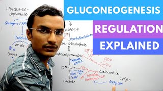 Gluconeogenesis regulation [upl. by Ydissahc]