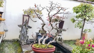 Pruning and trimming a Carpinus laxiflora [upl. by Alemahs]