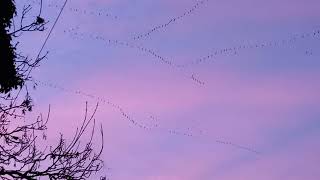 Pink footed geese in pink sky [upl. by Atilol31]