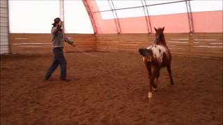 Weanling Training Part 3 [upl. by Harmonie]