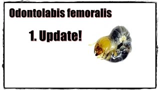 1 Update  Odontolabis femoralis [upl. by Bertie594]