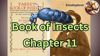 Life of a Blister Beetle  Book of Insects Chapter 11 by JeanHerni Fabre [upl. by Proudman]