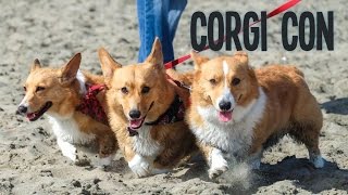 700 CORGI PUPPIES INVADE BEACH  CORGI CON  Life After College Ep 444 [upl. by Corilla]