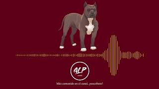 SONIDO PERRO PITBULL LADRANDO  EFECTO DE SONIDO  ALPsounds  BARKING PITBULL DOG [upl. by Taveda]