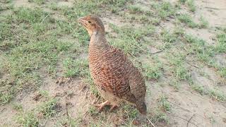 francolin tituur voice partridge titer soundpheasant video [upl. by Woodall]