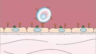 Adhesion in Leukocyte Extravasation [upl. by Greenman941]