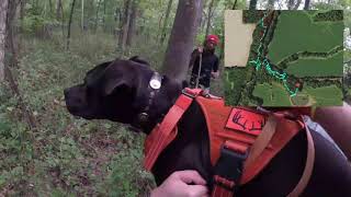 Deer Tracking Dog Follows A Buck 24 Miles Pitbull Pursuit 1 [upl. by Kolosick]