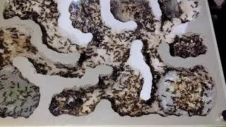 3 month old Pheidole rhea colony [upl. by Kaltman472]