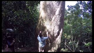 New Zealand Kauri Agathis australis identification [upl. by Carolina734]