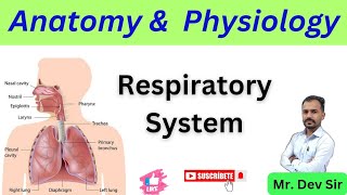 Respiratory System Explained Anatomy amp Physiology [upl. by Ailekahs]