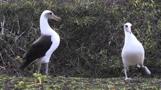 Laysan albatross Kaena Point Oahu Hawaii [upl. by Adnauqal]