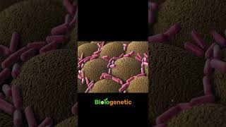 bacteria Shorts biologenetic [upl. by Llenel]