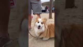 I took my golden retriever to Corgicon and these were some of the Corgis goldenretriever corgi [upl. by Nahtnoj]