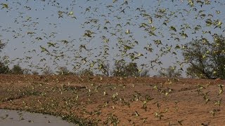 Biggest Swarm of Budgies [upl. by Jeanne]