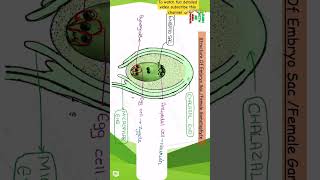 Structure of ovule  class 12 chapter 1 biology [upl. by Ticknor155]