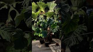 Repoting Philodendron Mcdowel ☘️ aroids philodendron mcdowells platycerium plants homedecor [upl. by Lundell701]