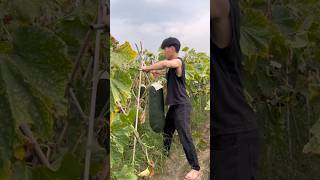 Huge Winter Gourd Harvesting at Large Farm satisfying HappyFarm85 [upl. by Aiz]