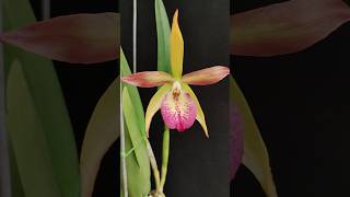 Brassavola nodosa x Cattleya Bright Angel anggrek orchids [upl. by Pollie]