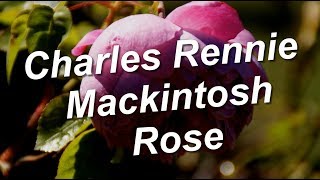 Charles Rennie Mackintosh Rose [upl. by Elorac564]