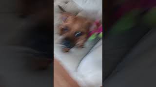 My first video sub to dutchess an me [upl. by Pentheas]