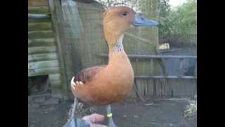 My pet Fulvous Whistling duck [upl. by Kannry216]