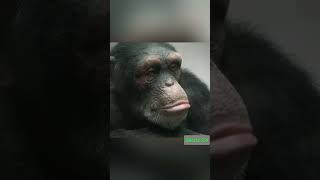 Baby chimpanzee 🐵 ytshorts shorts short facts amazing [upl. by Khajeh]