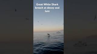 Great White Shark Attack shark greatwhite sharks airjaws sharkattack sharkbreach [upl. by Combe]