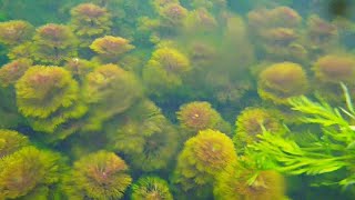 WILD AQUATIC PLANTS For Aquarium [upl. by Ahsiek172]