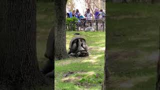 Aldabra Tortoises Mating at the Fort Worth Zoo [upl. by Egedan]