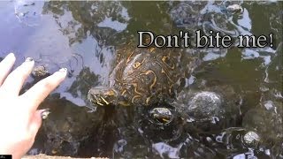 feeding wild turtles [upl. by Grata714]