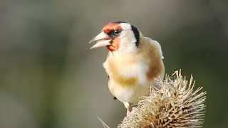 THE SOUNDS OF GOLDFINCHES – Their Songs and Calls [upl. by Sedrul]