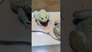 animals shortsvideo frog [upl. by Awra391]