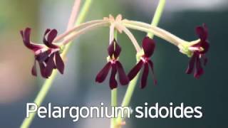 Pelargonium sidoides  alternativa natural para el resfriado [upl. by Maltzman480]