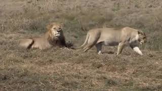 Okavango Swamp Cats [upl. by Worden255]