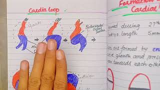 Septum formation in Truncus Arteriosus and Conus Cordis  CVS Embryology lectures Drsafwan Naveed [upl. by Haduj]