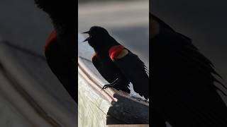 Redwinged Blackbird turns and sings [upl. by Anemix]