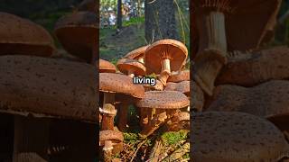 The Worlds Largest Living Organism Armillaria ostoyaefacts learnwithmechannel fungus organism [upl. by Pubilis]