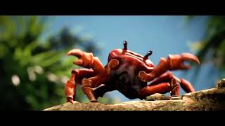 Crab song🦀🐚 [upl. by Gordon]