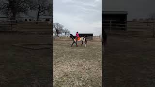 21024 Class 12 English Equitation WT Amelia amp Oreo [upl. by Gerardo775]