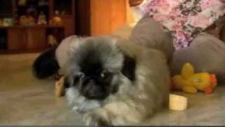 Dogs 101 Pekingese [upl. by Duntson727]