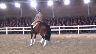 Bojengel kwpn  Uptown X Gribaldi  Stallion Show Van Uytert 2014 [upl. by Ylecic]