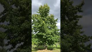 Sweetgum  crown  August 2024 [upl. by Noswad364]