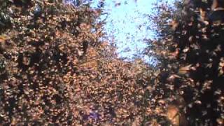 Cascading Monarch Butterflies [upl. by Iroak]